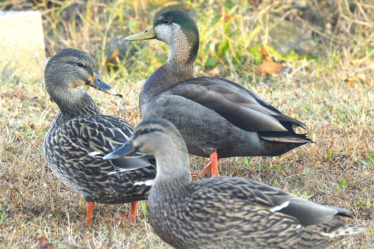 Mallard x American Black Duck (hybrid) - ML644521313