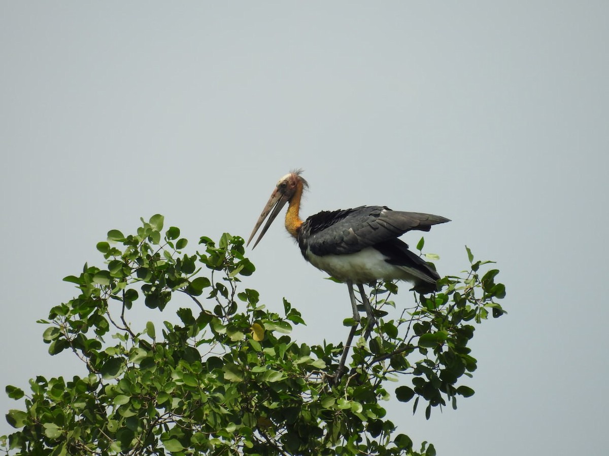 Lesser Adjutant - ML644521316