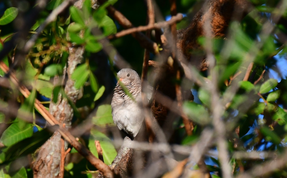 Common Ground Dove - ML644521322