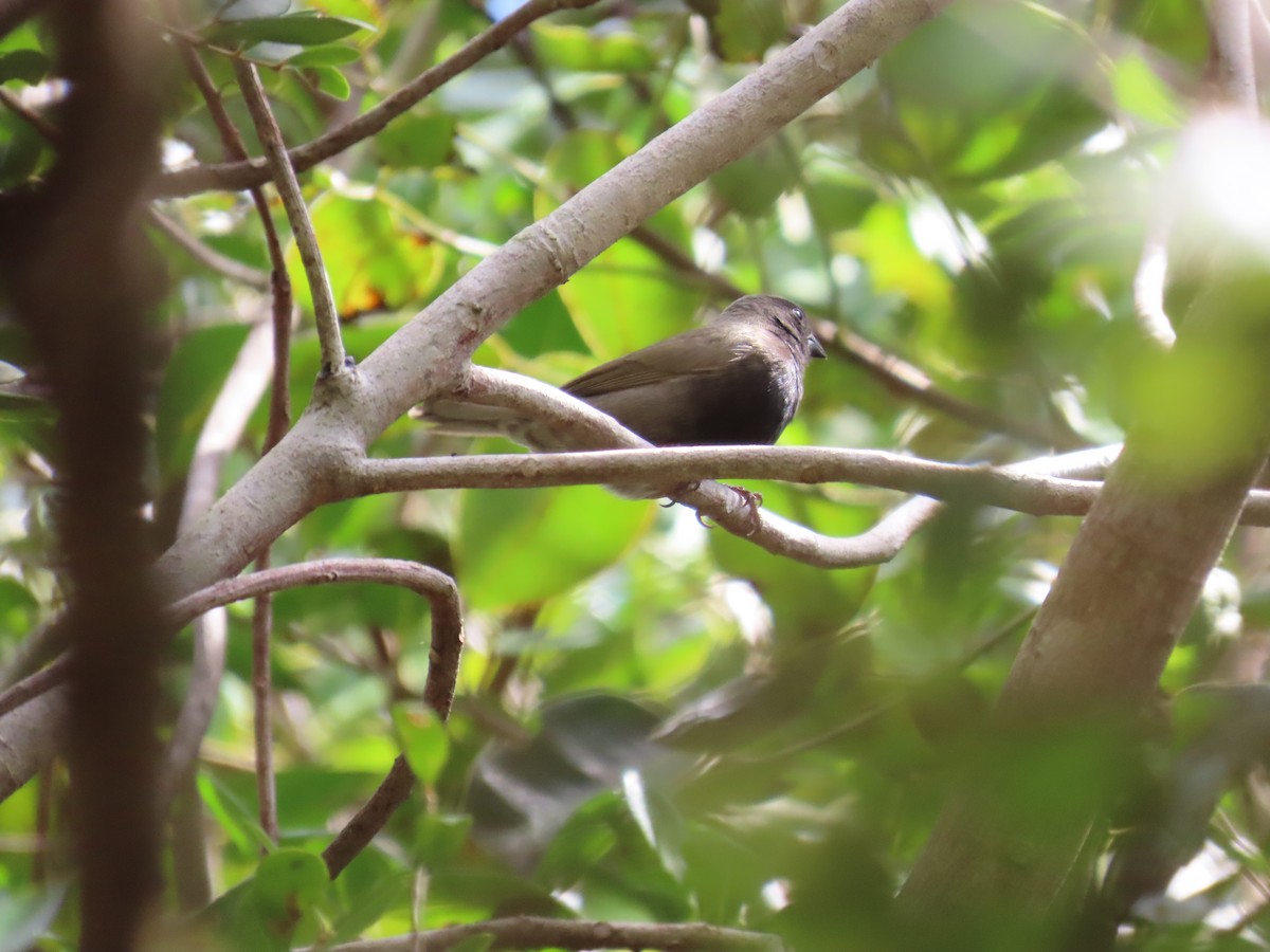 Black-faced Grassquit - ML644521328