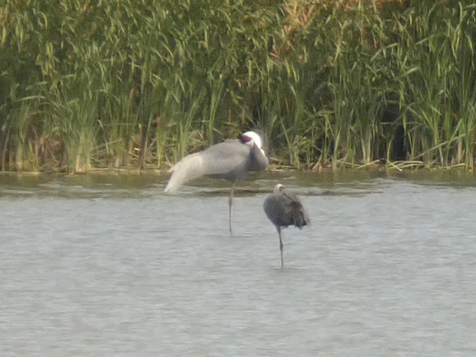 hvitnakketrane - ML644521332