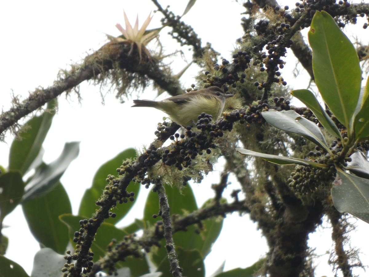 Brown-capped Vireo - ML644521339