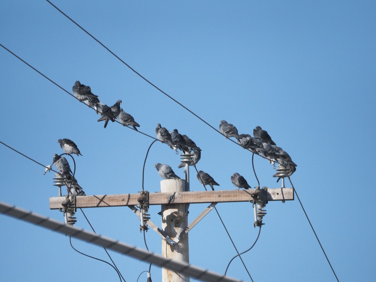יונת בית - ML644521345