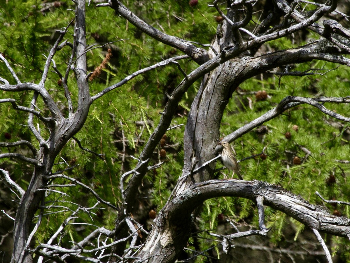 Tree Pipit - ML644521346