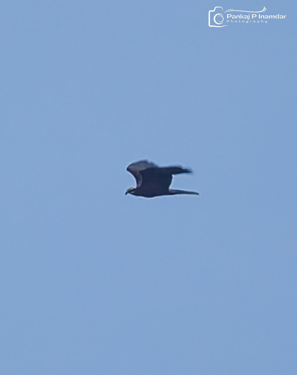 西方澤鵟 - ML644521350