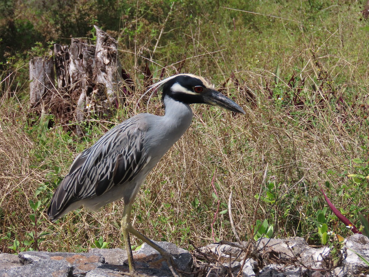 Yellow-crowned Night Heron - ML644521352
