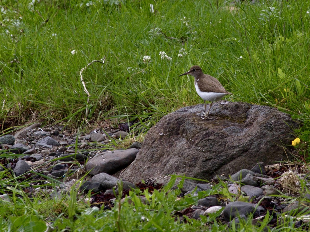 磯鷸 - ML644521370