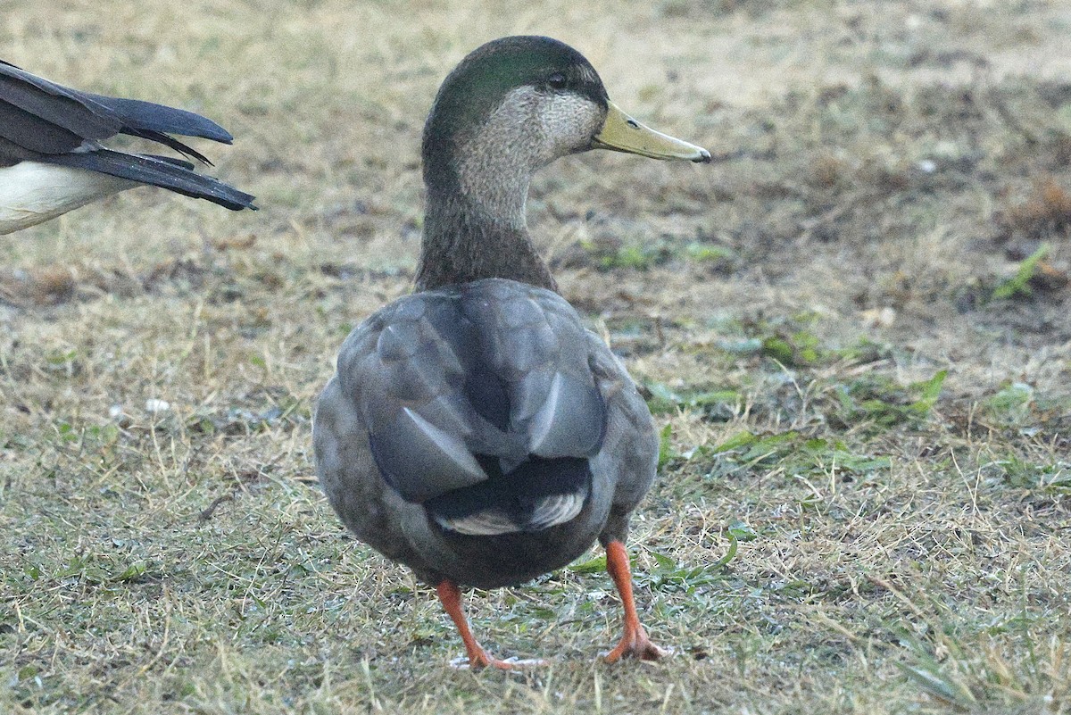 Mallard x American Black Duck (hybrid) - ML644521373