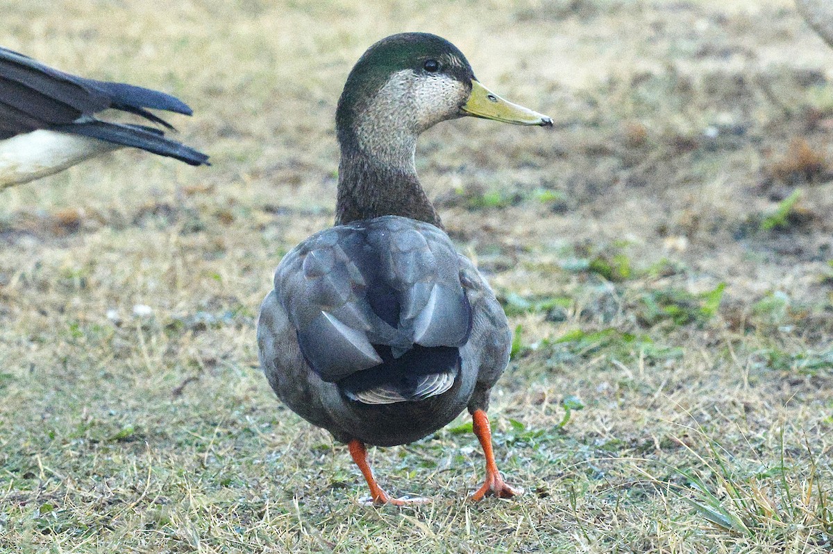 Mallard x American Black Duck (hybrid) - ML644521374