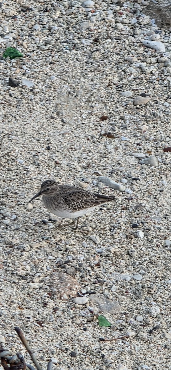Least Sandpiper - ML644521389