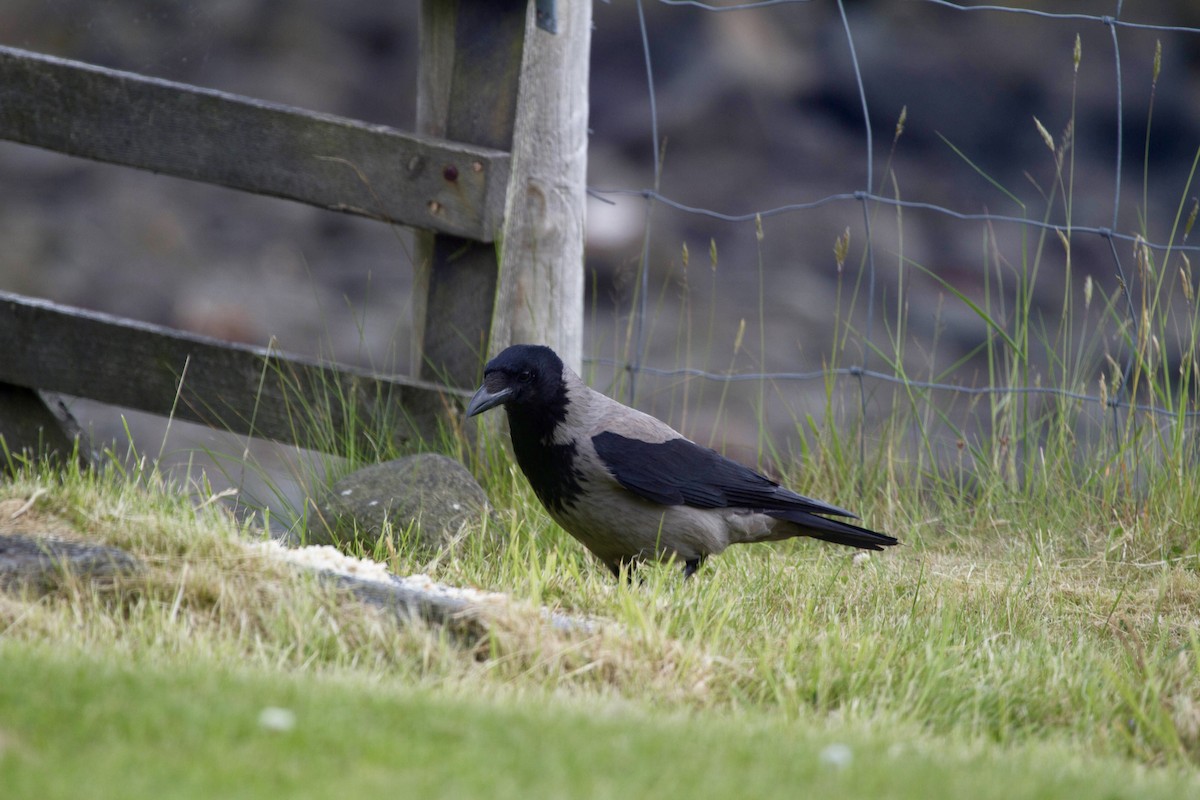 Hooded Crow - ML644521390
