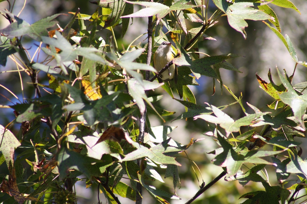 Yellow-rumped Warbler - ML644521392