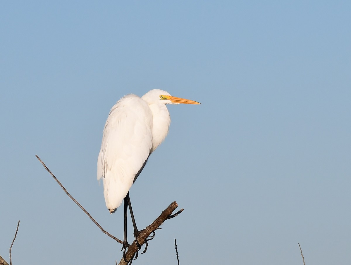 Цасч дэглий - ML644521394