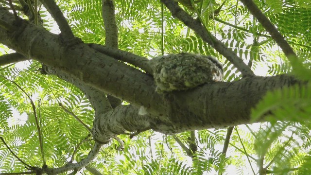 Masked Gnatcatcher - ML644521396