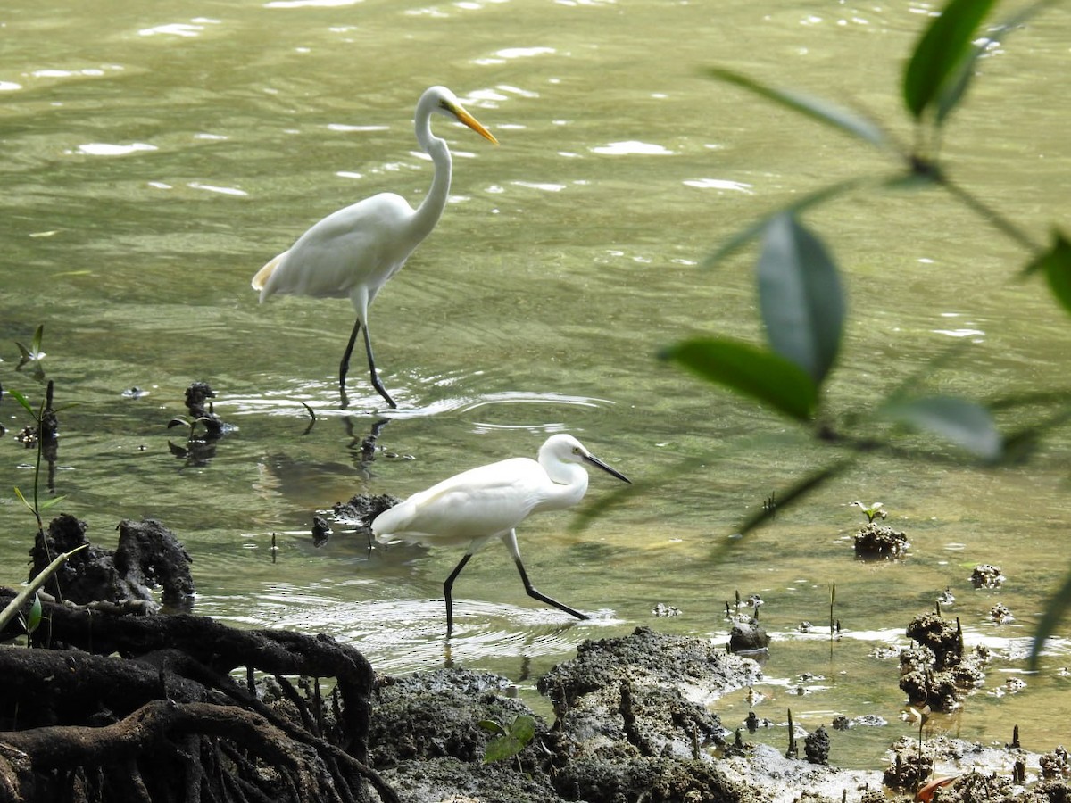 Little Egret (Western) - ML644521399
