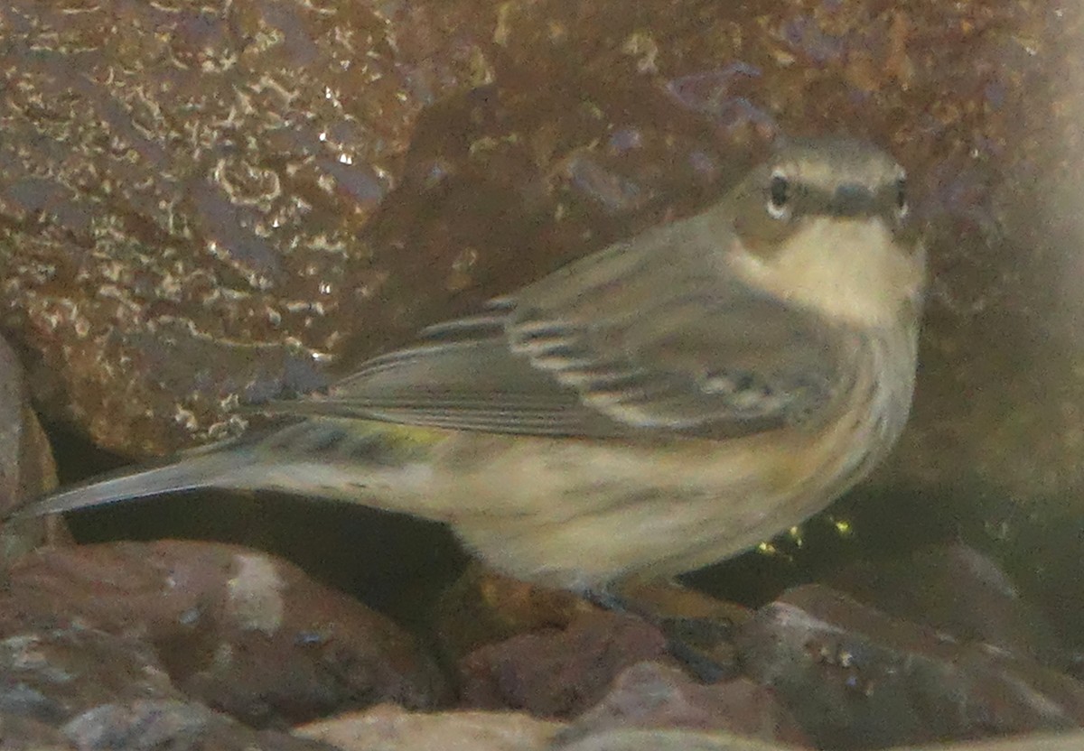 Yellow-rumped Warbler (Myrtle) - ML644521400