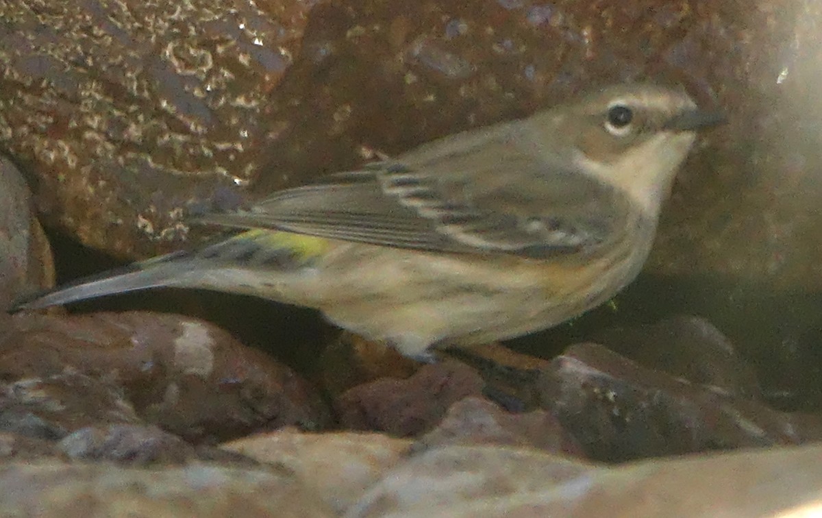 Yellow-rumped Warbler (Myrtle) - ML644521401