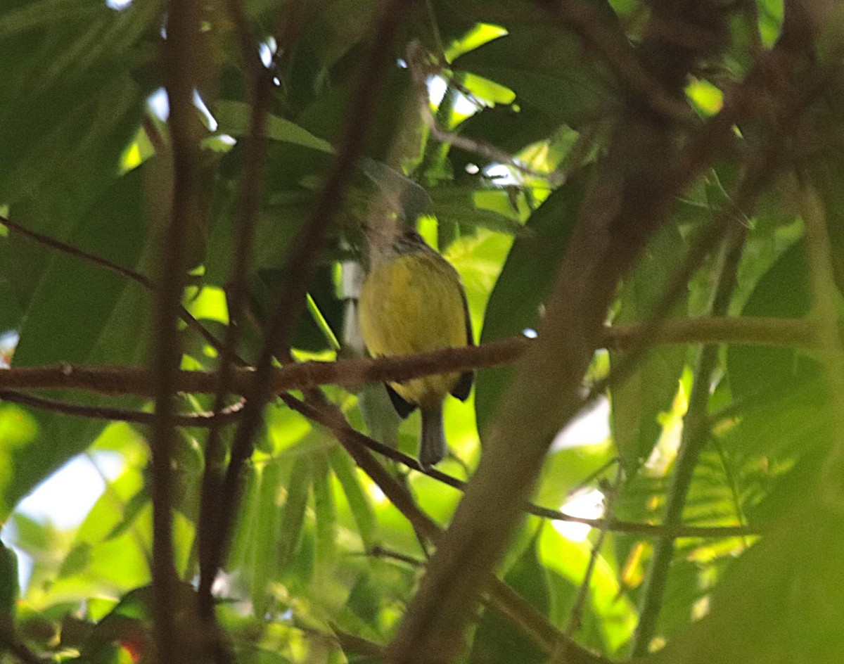 Eared Pygmy-Tyrant - ML644521402