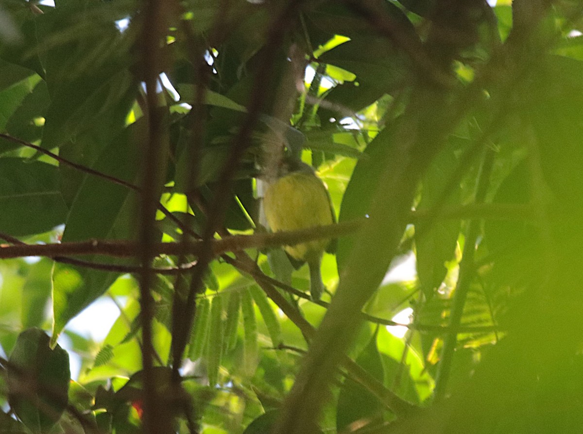 Eared Pygmy-Tyrant - ML644521403