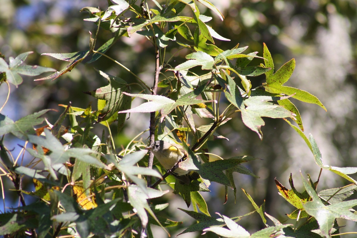 Yellow-rumped Warbler - ML644521404