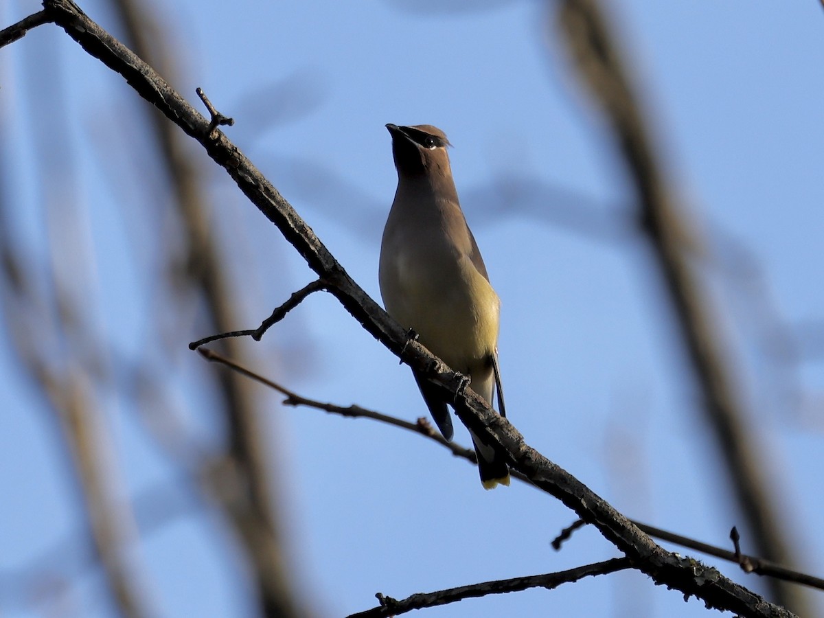 Cedar Waxwing - ML644521406