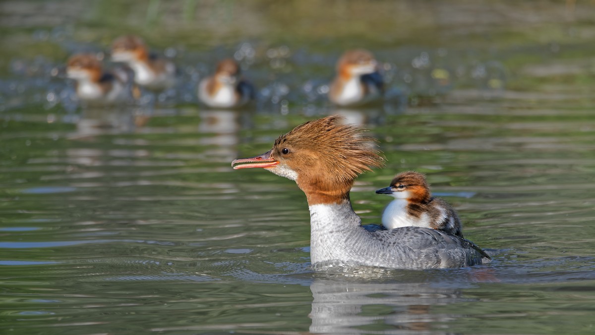 Хумхин бохио - ML644521421