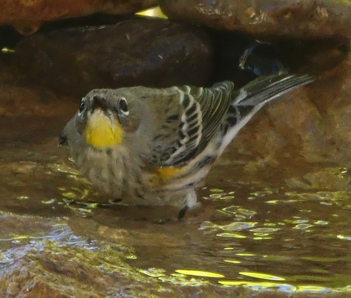 Yellow-rumped Warbler (Audubon's) - ML644521422