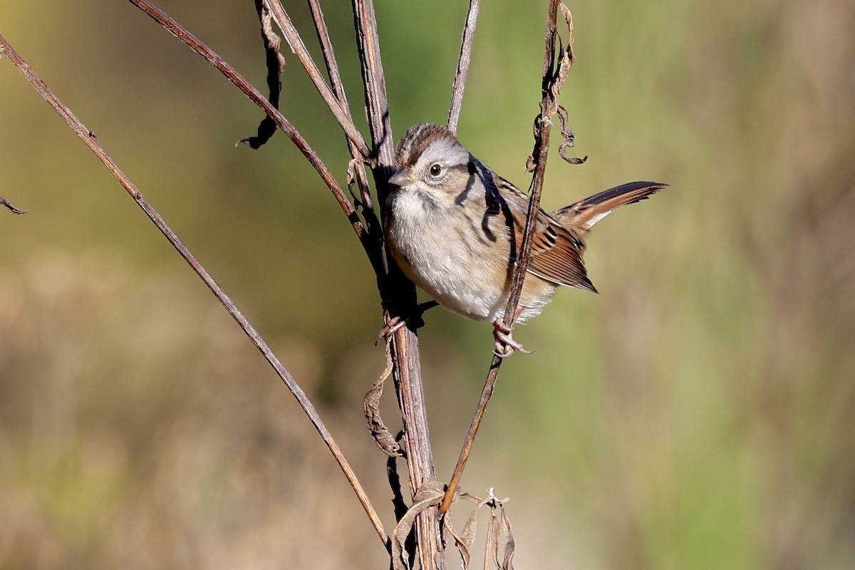 Swamp Sparrow - ML644521426