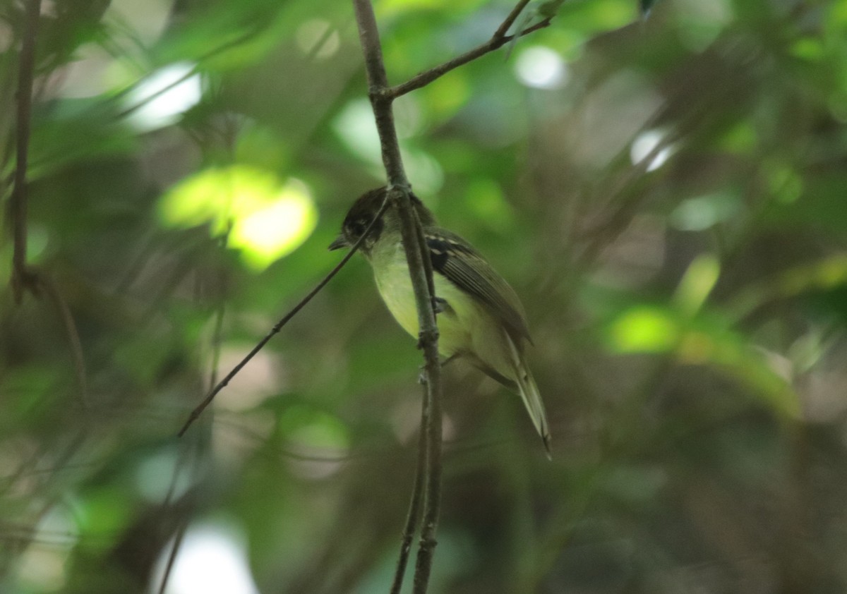 Sepia-capped Flycatcher - ML644521427