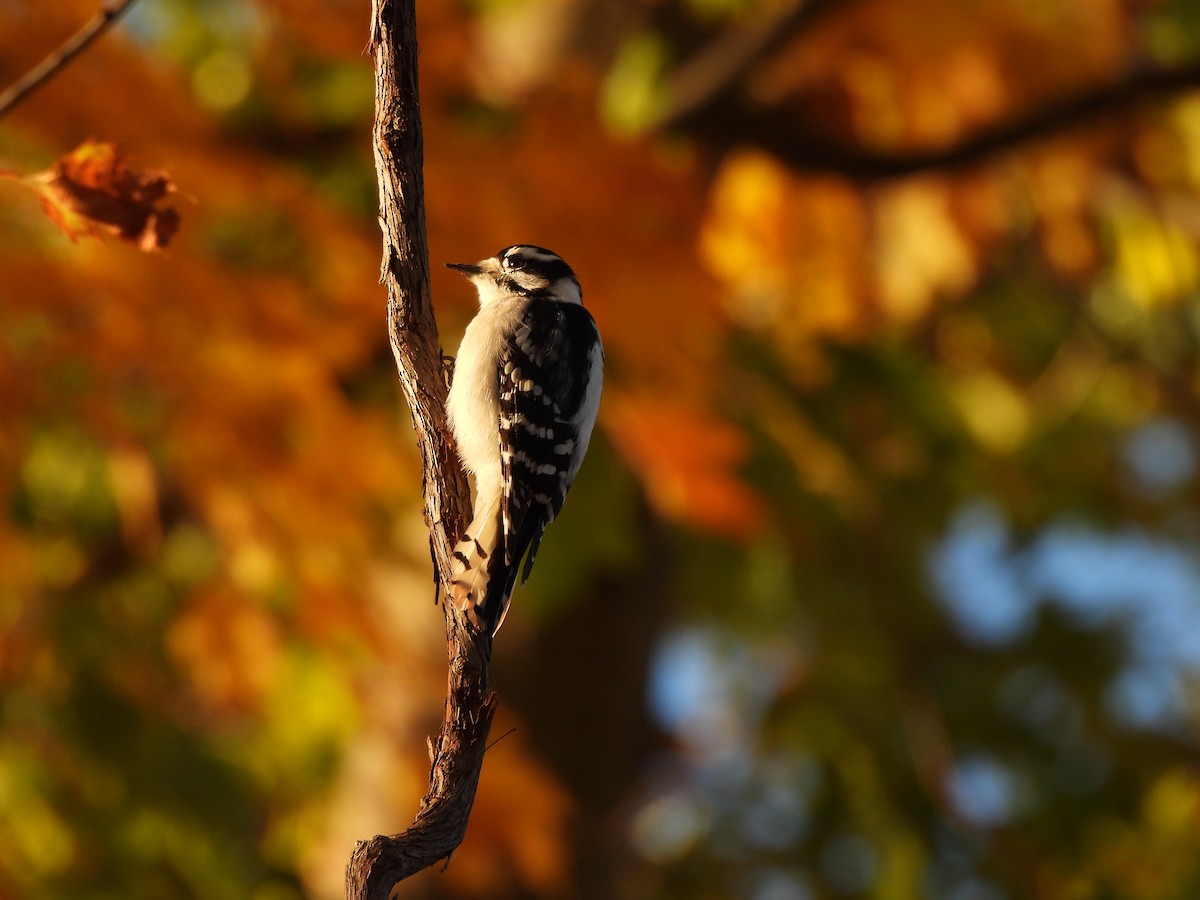 Downy Woodpecker - ML644521430