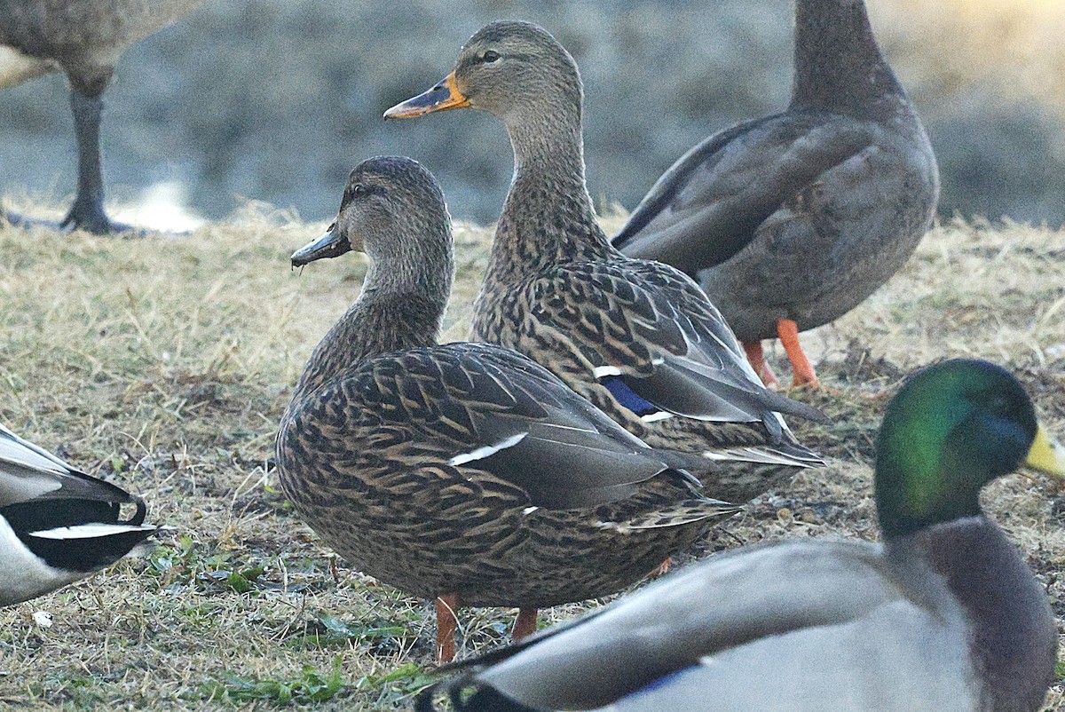 American Black Duck - ML644521432
