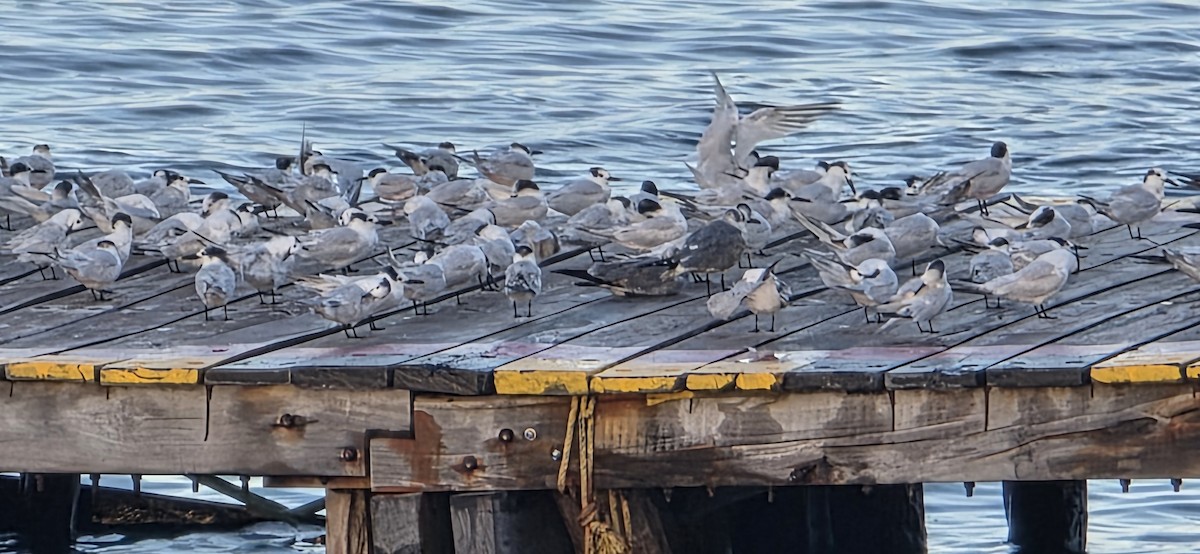 Sandwich Tern - ML644521433