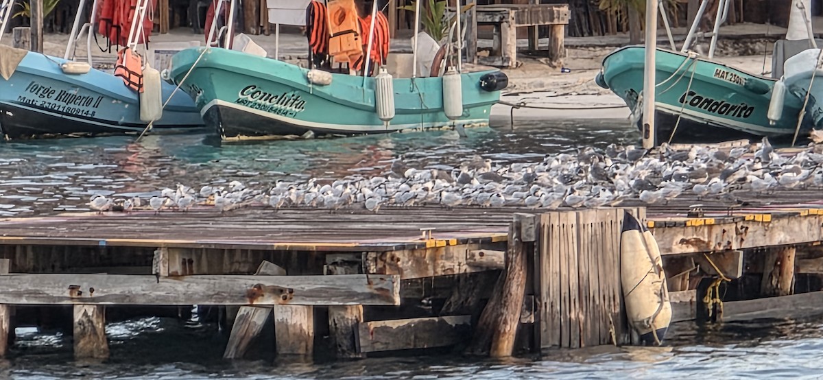 Sandwich Tern - ML644521434