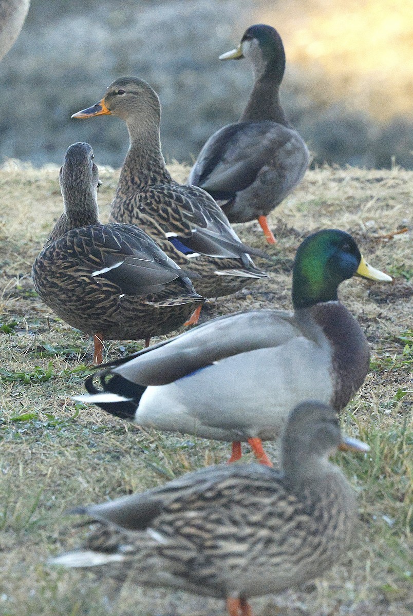 Mallard x American Black Duck (hybrid) - ML644521435