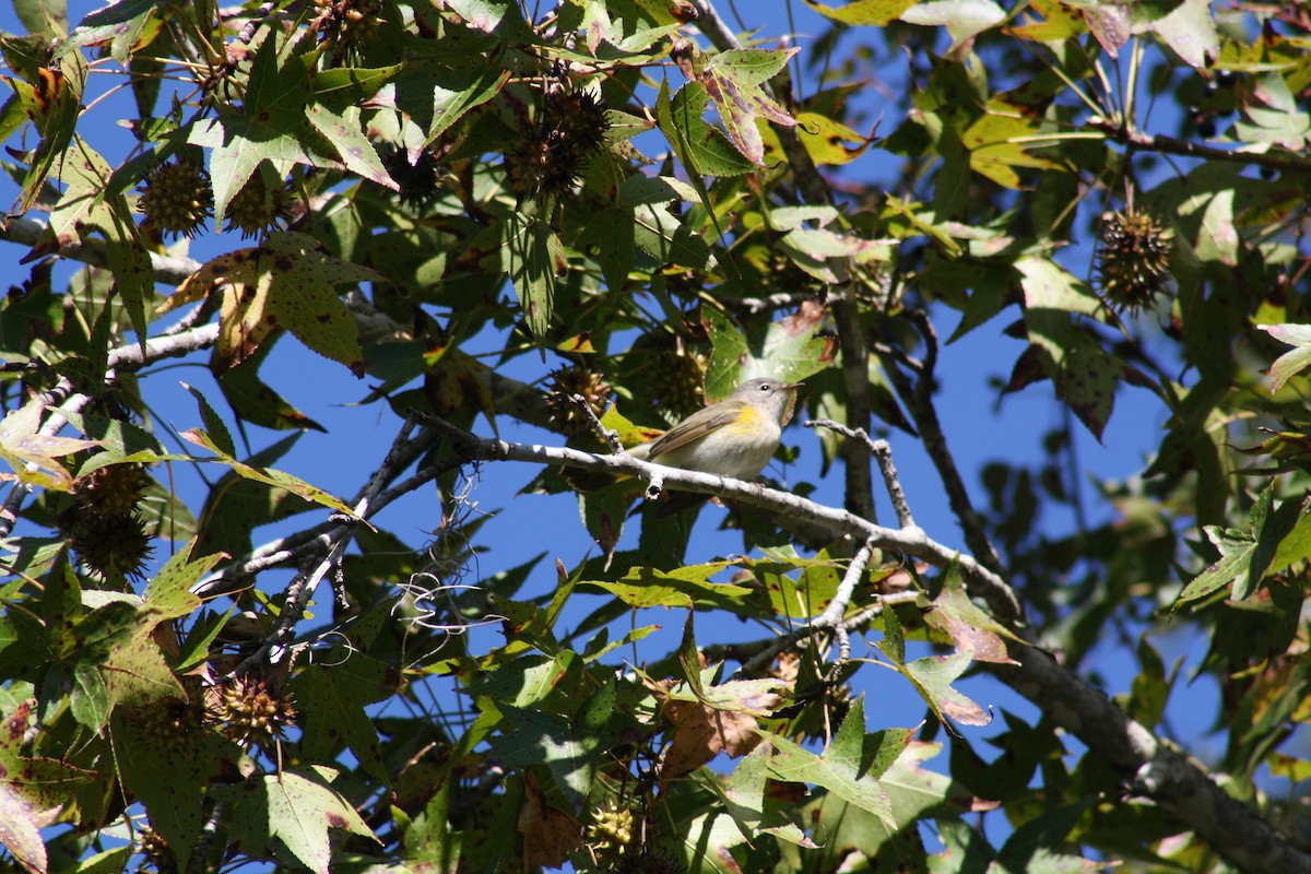 Yellow-rumped Warbler - ML644521436