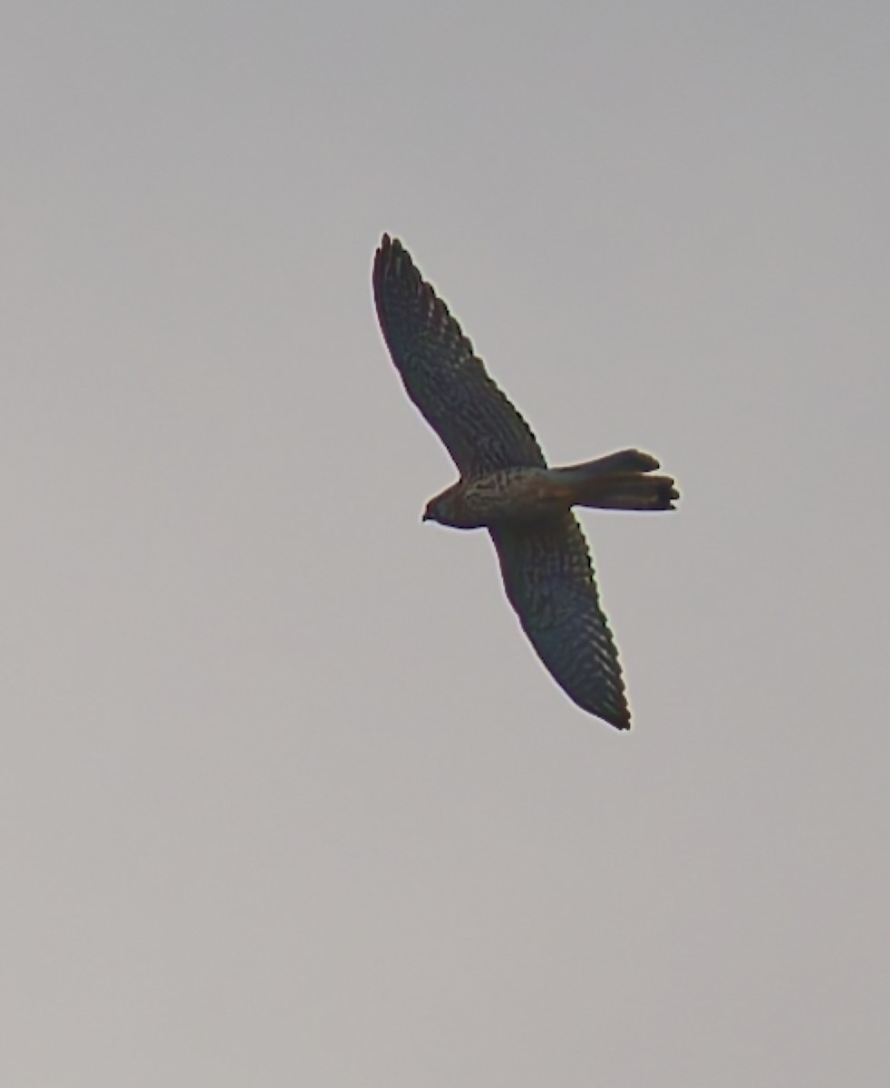 Начин шонхор - ML644521437