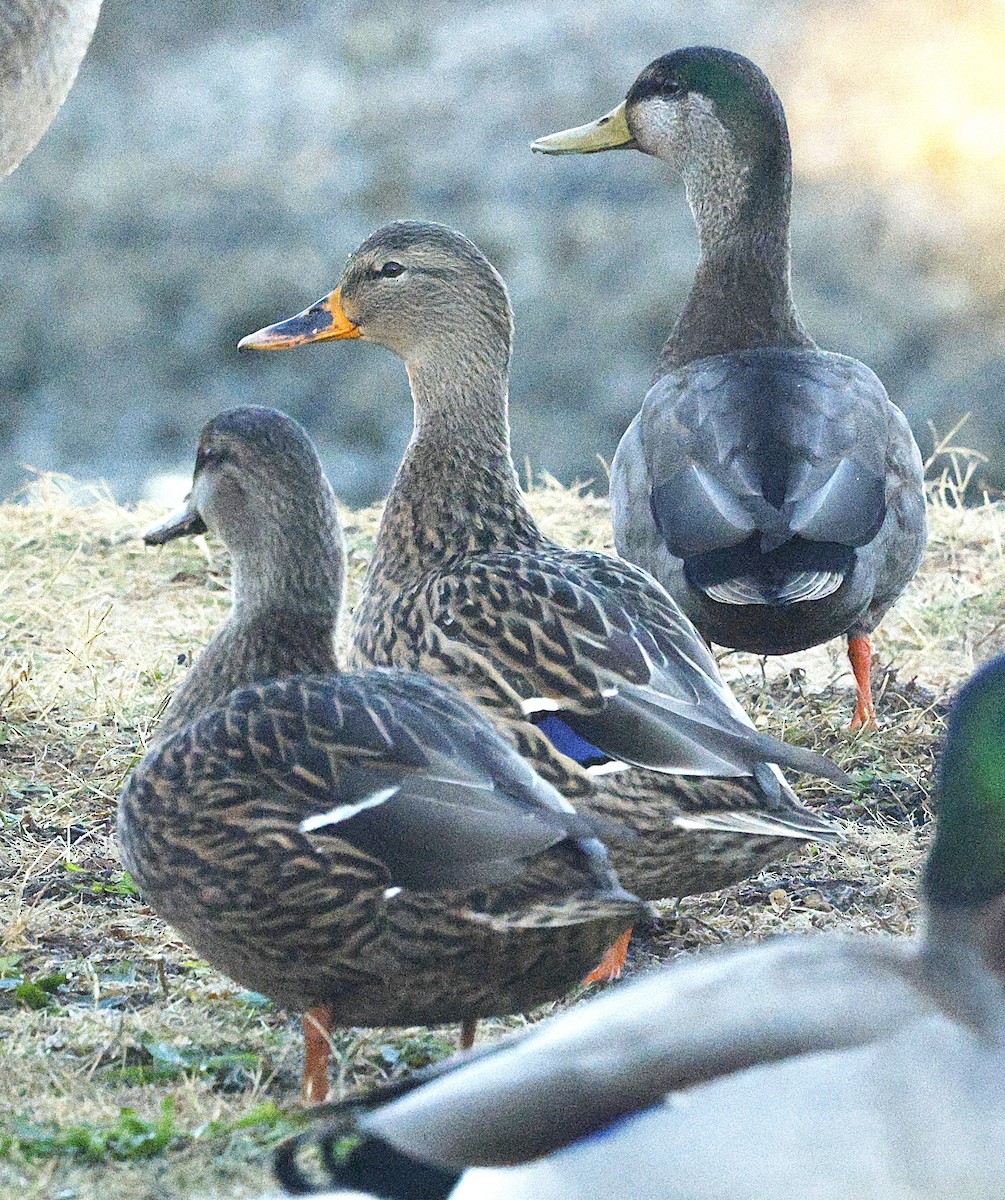 Mallard x American Black Duck (hybrid) - ML644521438