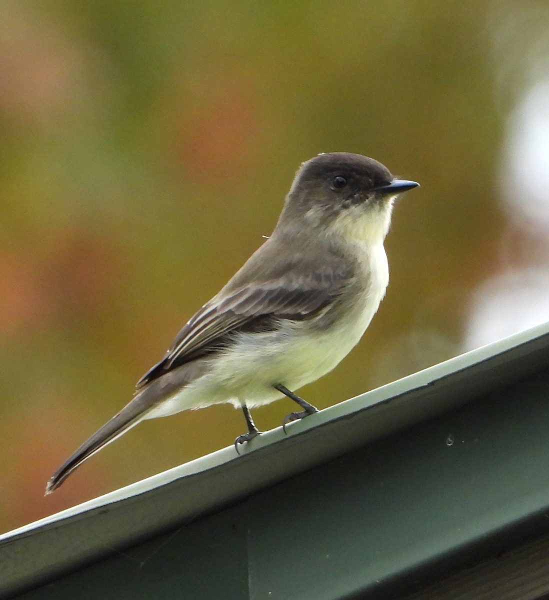 Eastern Phoebe - ML644521439