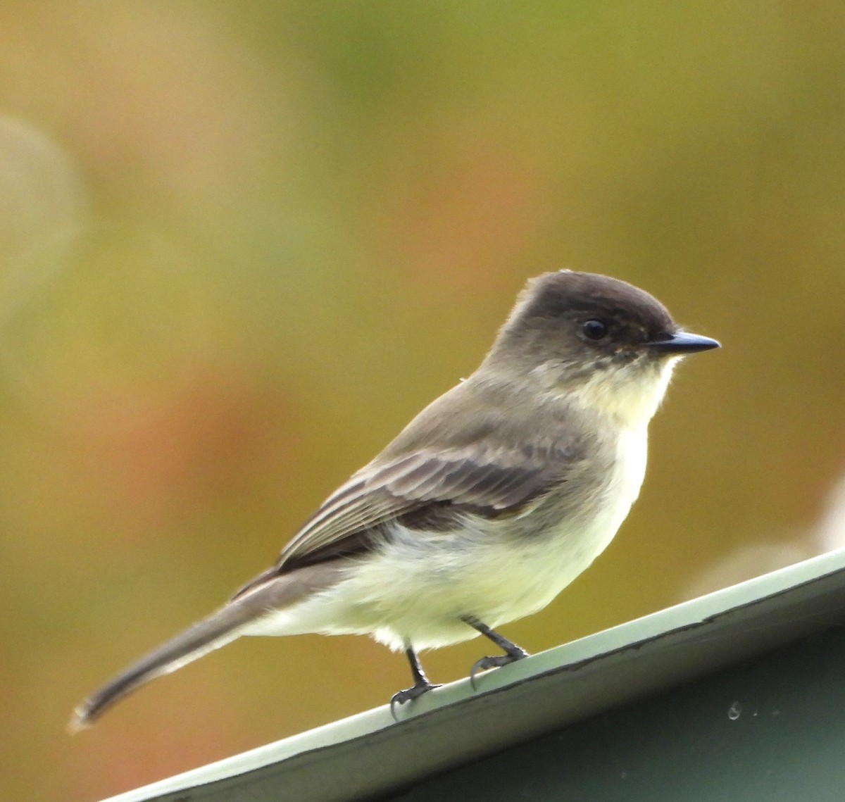 Eastern Phoebe - ML644521440