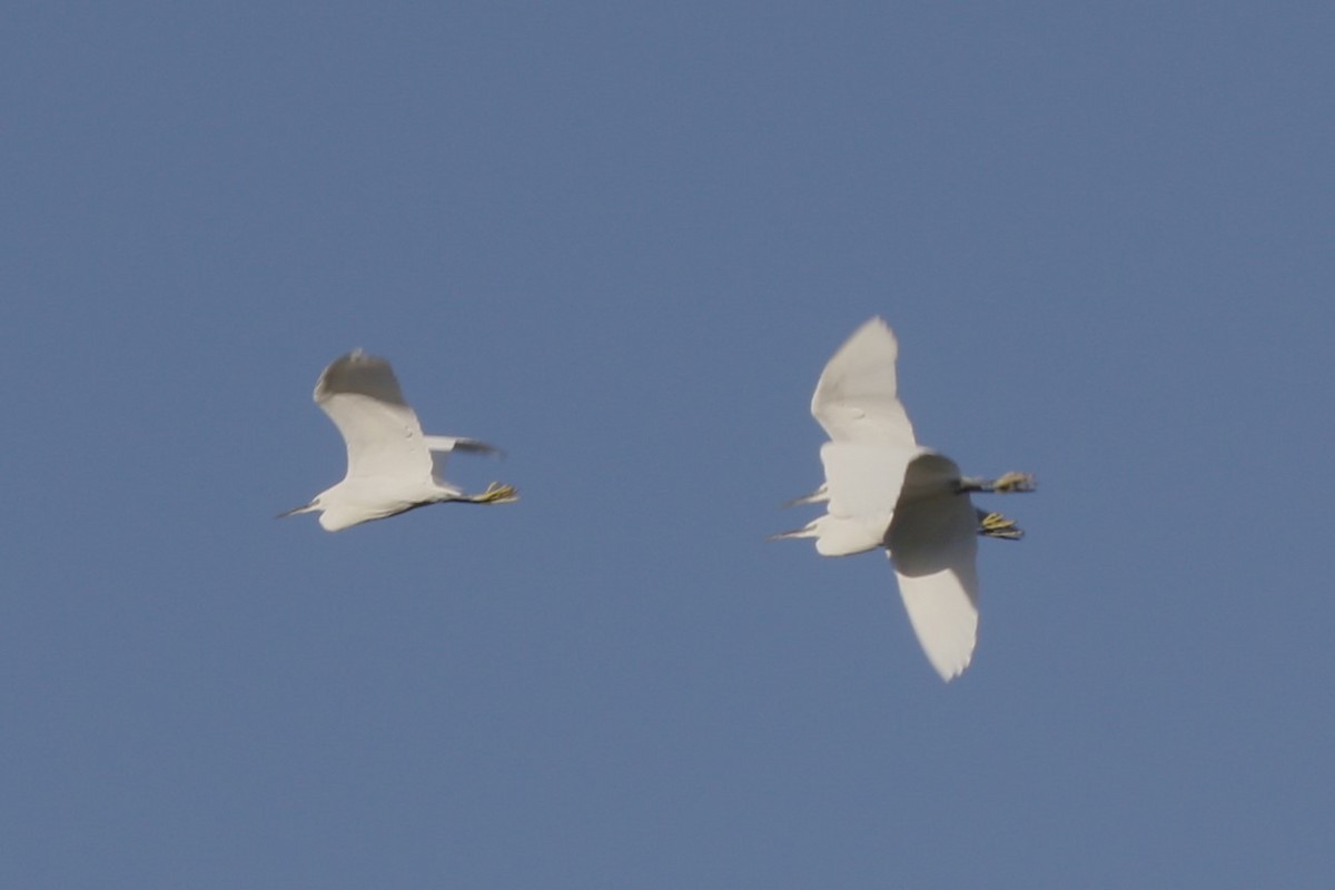 Хурган дэглий - ML644521441