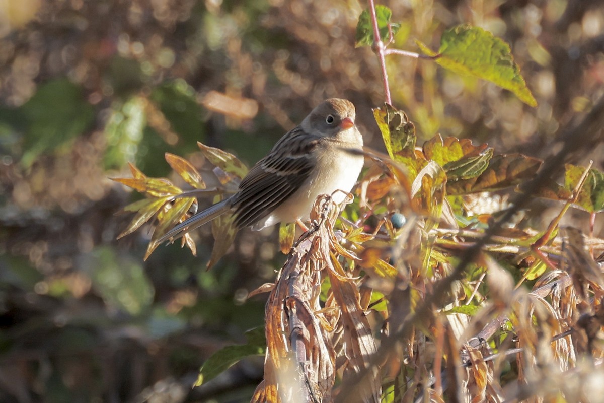 Field Sparrow - ML644521442