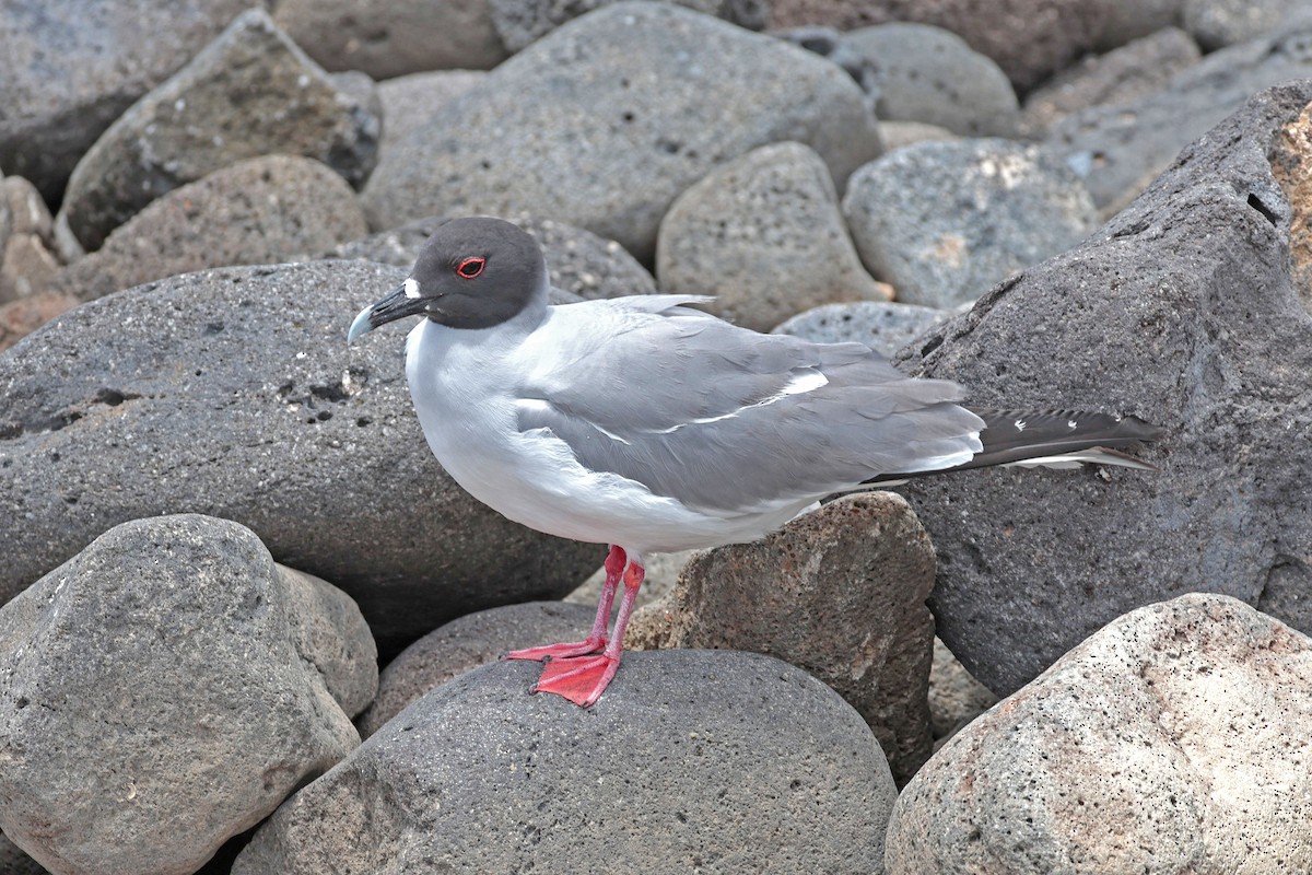 Swallow-tailed Gull - ML644521445
