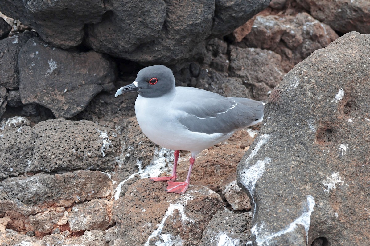Swallow-tailed Gull - ML644521446