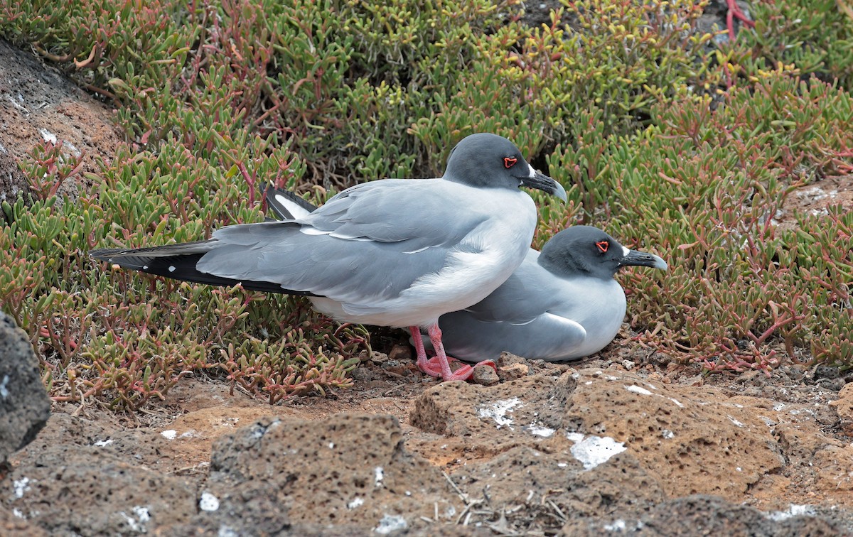 Swallow-tailed Gull - ML644521447