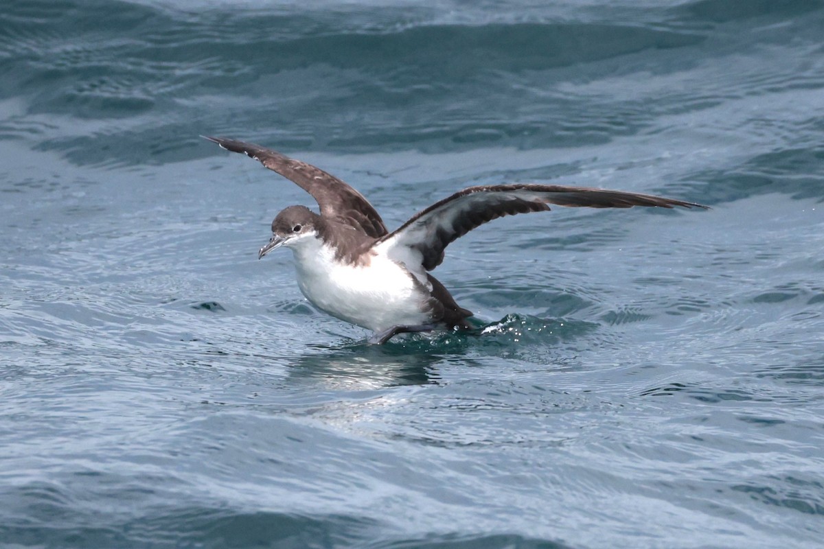 Galapagos Shearwater - ML644521453