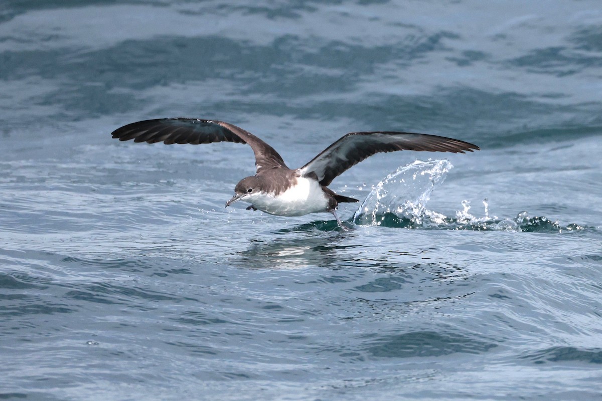 Galapagos Shearwater - ML644521454