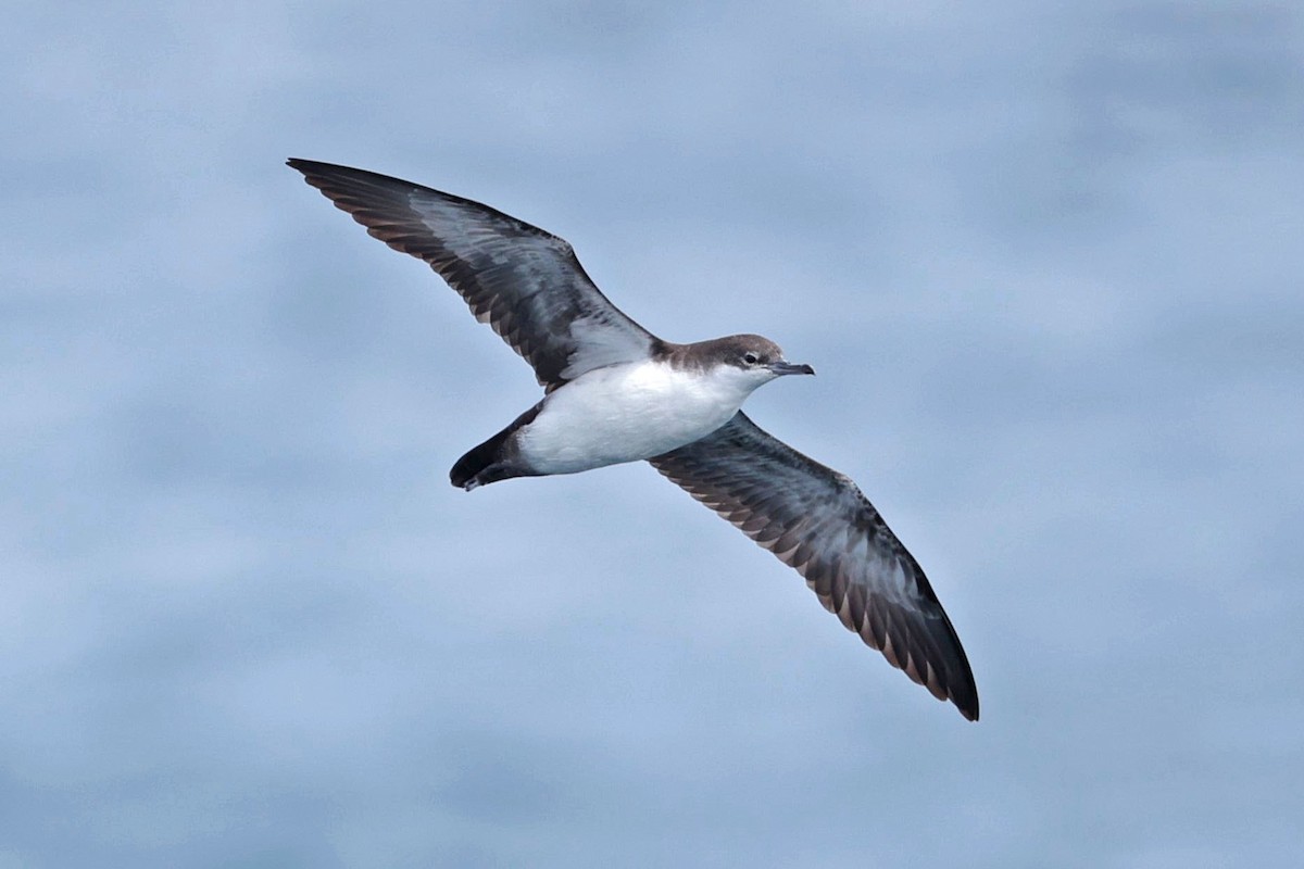 Galapagos Shearwater - ML644521455