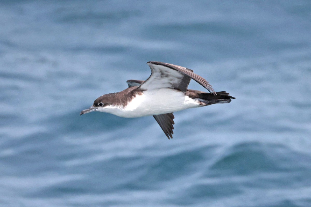 Galapagos Shearwater - ML644521456