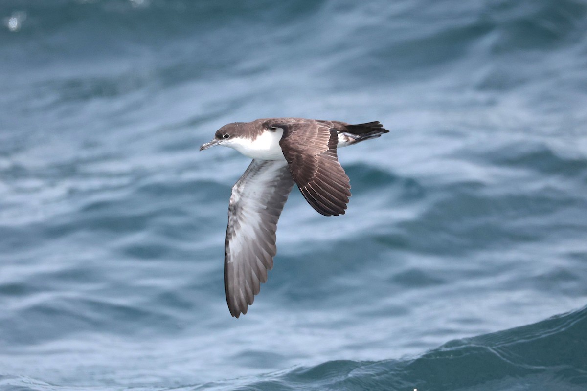 Galapagos Shearwater - ML644521457