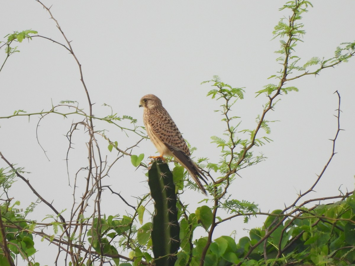 Пустельга - ML644521467